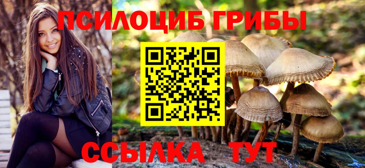 Галлюциногенные грибы Psilocybine cubensis Красногорск